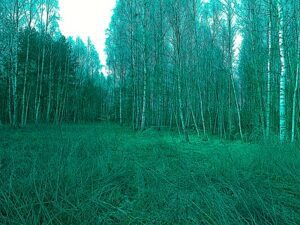 Prawdziwe zdjęcia bez Ai z Duszą Zjęcia glish Zdjęcia z plastyką