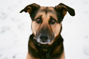 Oto zdjęcie analogowe a nie glich podobne do cyfry 